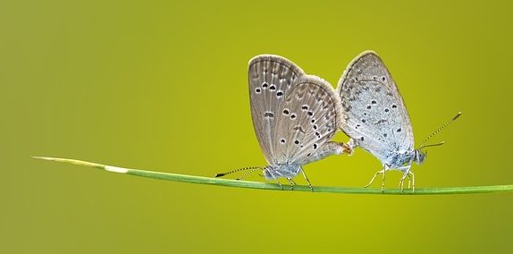 Lepidoptera, típica mariposa.